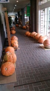 並んだかぼちゃ