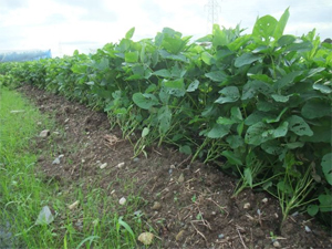 大豆　無農薬栽培
