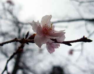 長寿桜_320