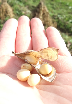 一からの味噌づくり体験　大豆