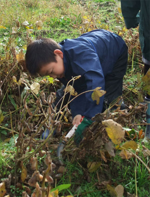 一からの味噌づくり　大豆収穫