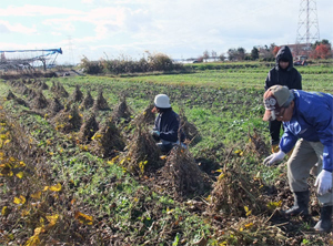 一からの味噌づくり　大豆収穫　天日干し
