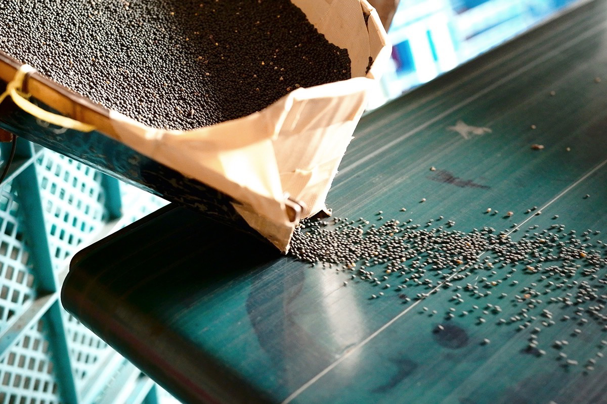 大切に育てた菜種