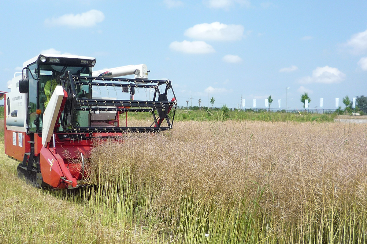 大切に育てた菜種